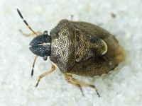 Rubiconia intermedia