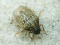 Neottiglossa pusilla