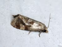 Phalonidia manniana