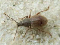Otiorhynchus velutinus