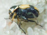 Cryptocephalus (Cryptocephalus) moraei