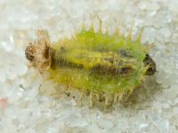 Cassidinae