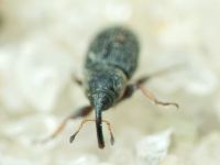 Mecinus plantaginis