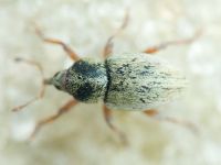 Tychius