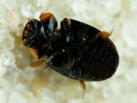 Platynaspis luteorubra