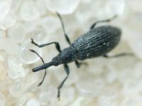 Stenopterapion (Stenopterapion) tenue