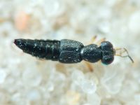Staphylinidae