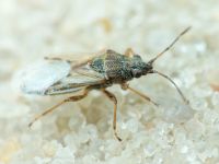 Nysius senecionis