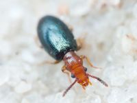 Vincenzellus ruficollis