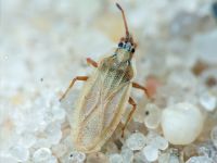 Tingis (Tingis) auriculata
