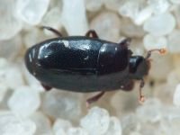 Paromalus flavicornis