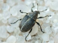 Curculionidae