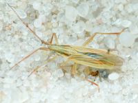 Miridae