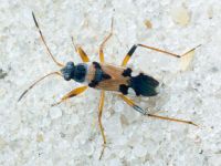Beosus quadripunctatus