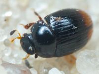 Cercyon ustulatus