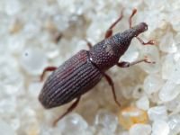 Dryophthorus corticalis