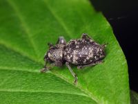 Otiorhynchus fullo