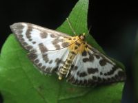 Eurrhypara hortulata