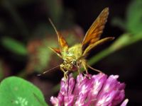 Ochlodes sylvanus