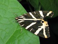 Euplagia quadripunctaria