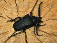 Prionus coriarius