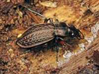Carabus (Carabus) granulatus