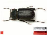 Hemictenius talukanus