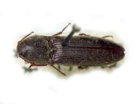 Melanotus acuminatus