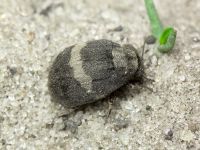 Byrrhus fasciatus