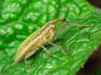 Lixus (Eulixus) iridis