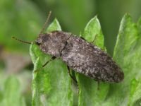 Agrypnus murinus