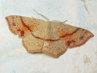 Cyclophora punctaria