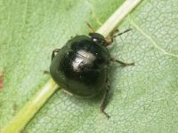 Coptosoma scutellatum
