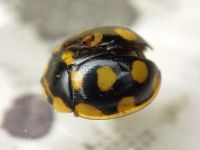 Oenopia lyncea