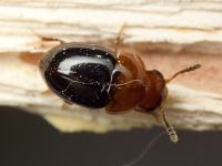 Agathidium nigripenne