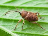 Curculio (Curculio) glandium