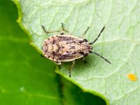 Nysius