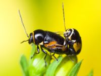 Cryptocephalus (Cryptocephalus) moraei