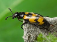 Mylabris pusilla