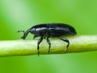 Labiaticola melas