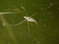 Gerridae