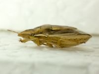 Aelia rostrata