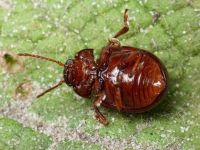 Chrysolina (Chrysolina) staphylaea
