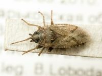 Emblethis denticollis