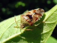 Elasmucha grisea