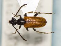 Pseudovadonia livida