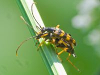 Strangalia attenuata