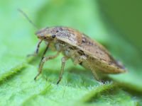Sciocoris macrocephalus