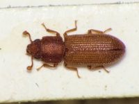 Synchita mediolanensis