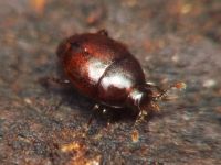 Acritus minutus